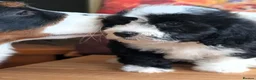 Bernedoodle dogs for sale: True Miniature sized Bernedoodles  - Advert 7