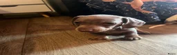 Miniature Dachshund dogs for sale: FOUR STUNNING MALES  - Advert 5
