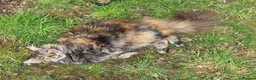 Maine Coon cats for sale: Large Female Maine Coon Gccf reg - Advert 4