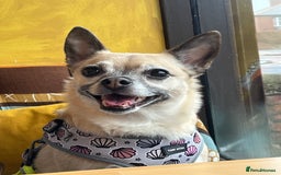 Mixed Breed dogs for sale: Pudge - 10 year old Chug for rehoming - Image 1