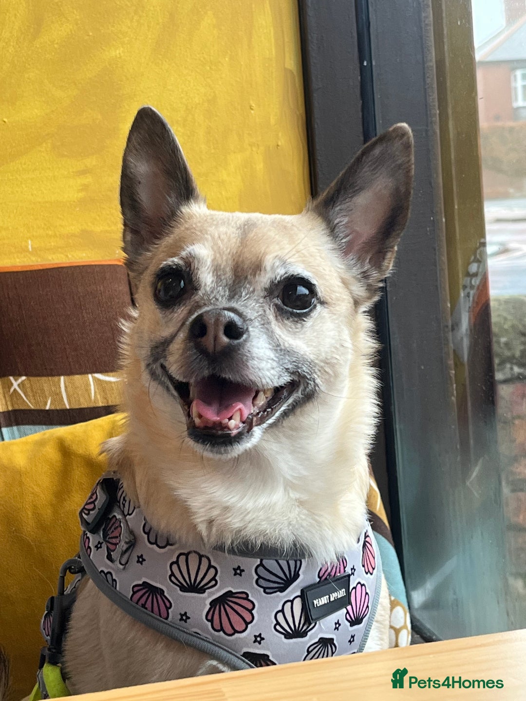 Mixed Breed dogs for sale: Pudge - 10 year old Chug for rehoming - Image 1