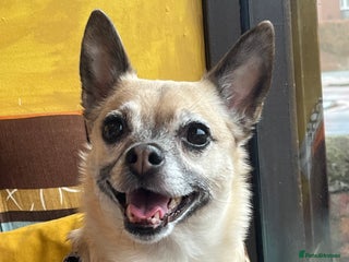 Mixed Breed dogs for sale - Advert 1