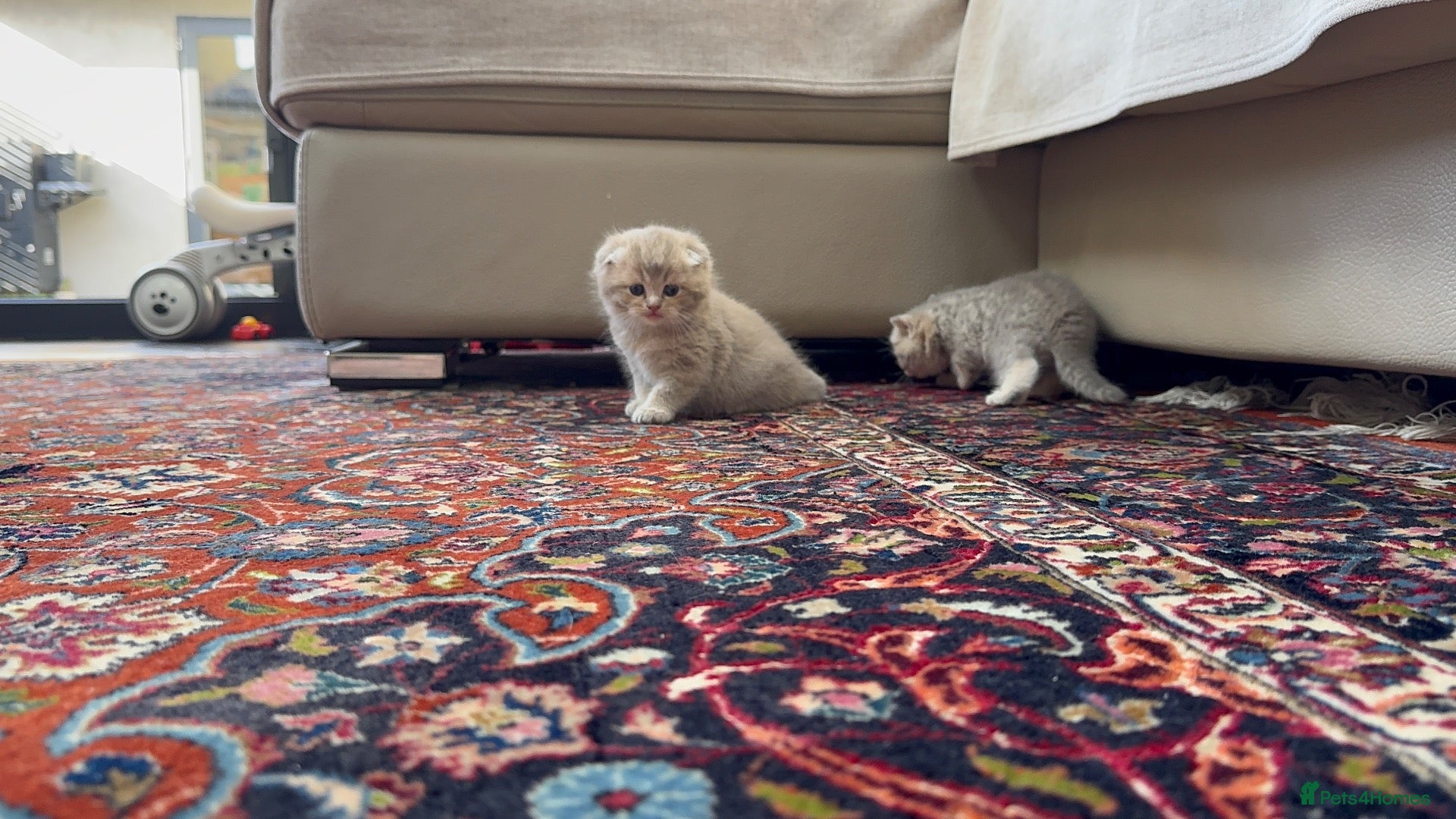 Scottish Fold cats Scottish fold full pedigree  - Advert 2