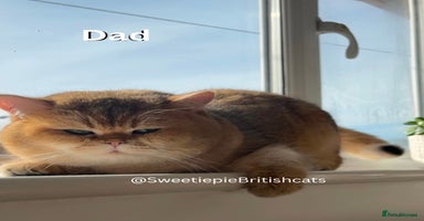 British Shorthair cats - Advert 7
