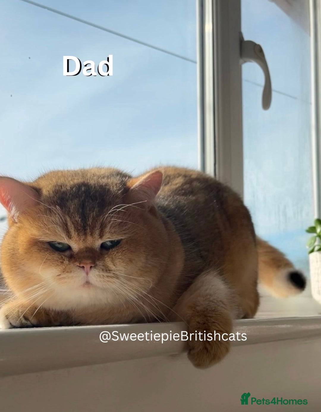 British Shorthair cats for sale: GCCF Reg Show quality & Champion line Goldens - Image 3