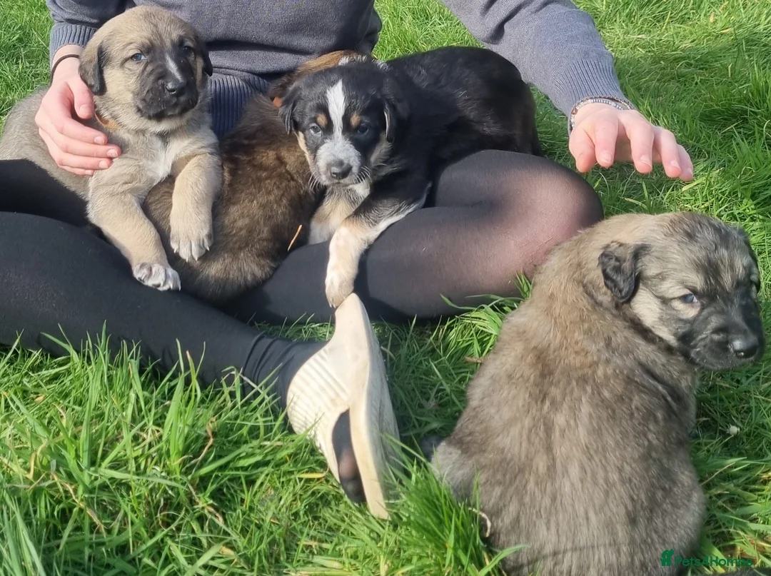 Mixed Breed dogs for sale: Kangal Mix Puppies - Advert 1