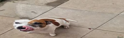 Mixed Breed dogs for stud: Introducing patch  in Redditch - Advert 2