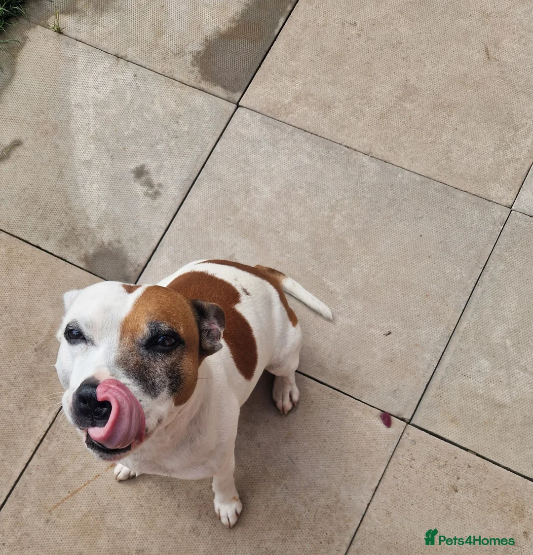 Mixed Breed dogs for stud: Introducing patch  in Redditch - Advert 2