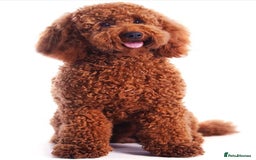 Cockapoo dogs for sale: Beautiful Cockapoo Puppies - Ready mid December - Image 11