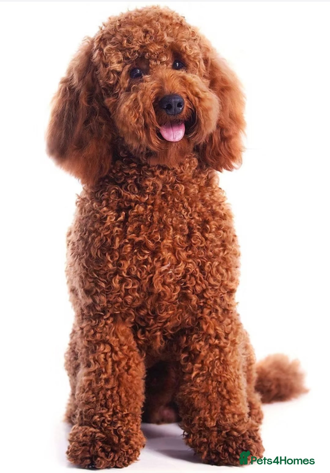 Cockapoo dogs for sale: Beautiful Cockapoo Puppies - Ready mid December - Image 11