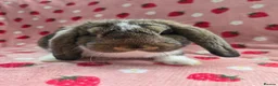 German Lop rabbits for sale: Pure German Lop 2 Bucks ☆silly tame - Advert 6