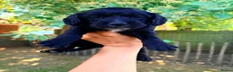 Cocker Spaniel dogs for sale: Working Cocker Spaniel Puppies  in Newmarket - Advert 12