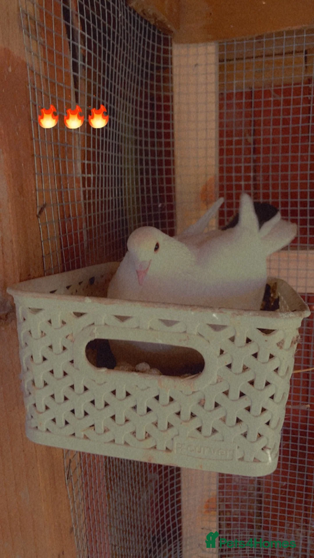 Doves birds for sale: White Doves in Slough - Advert 2
