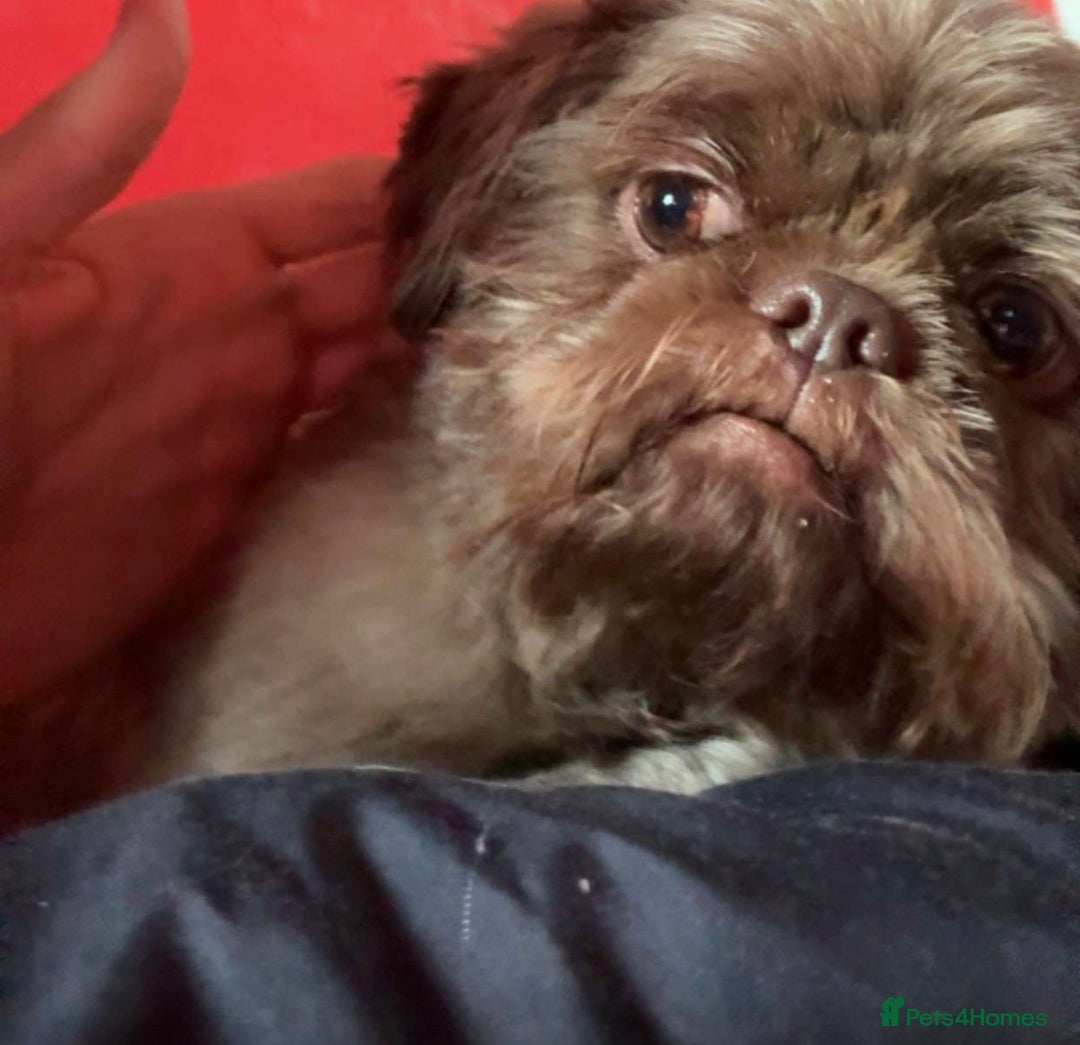 Shih Tzu dogs for stud: Davey Pure Bred Imperial Shih Tzu - Image 5