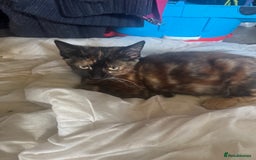 British Shorthair cats for sale: Orange - Image 1