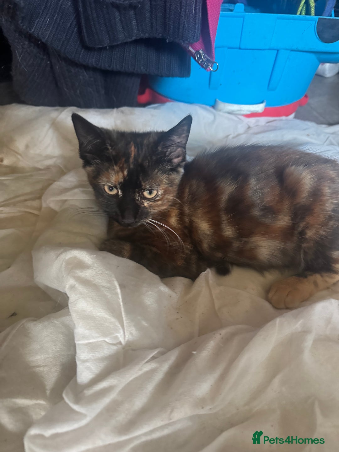 British Shorthair cats for sale: Orange - Image 1