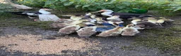 Ducks poultry for sale: Unsexed moscovy ducks  - Advert 4