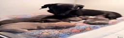 Mixed Breed dogs for sale: French sausages - Advert 2