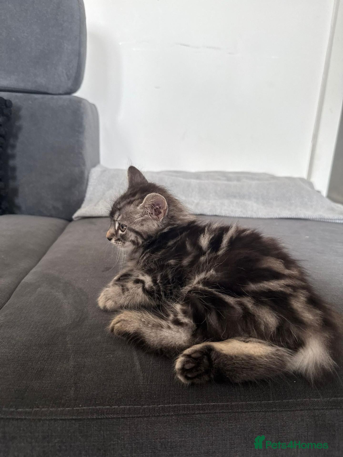 Norwegian Forest Cat cats Milo  - Advert 2