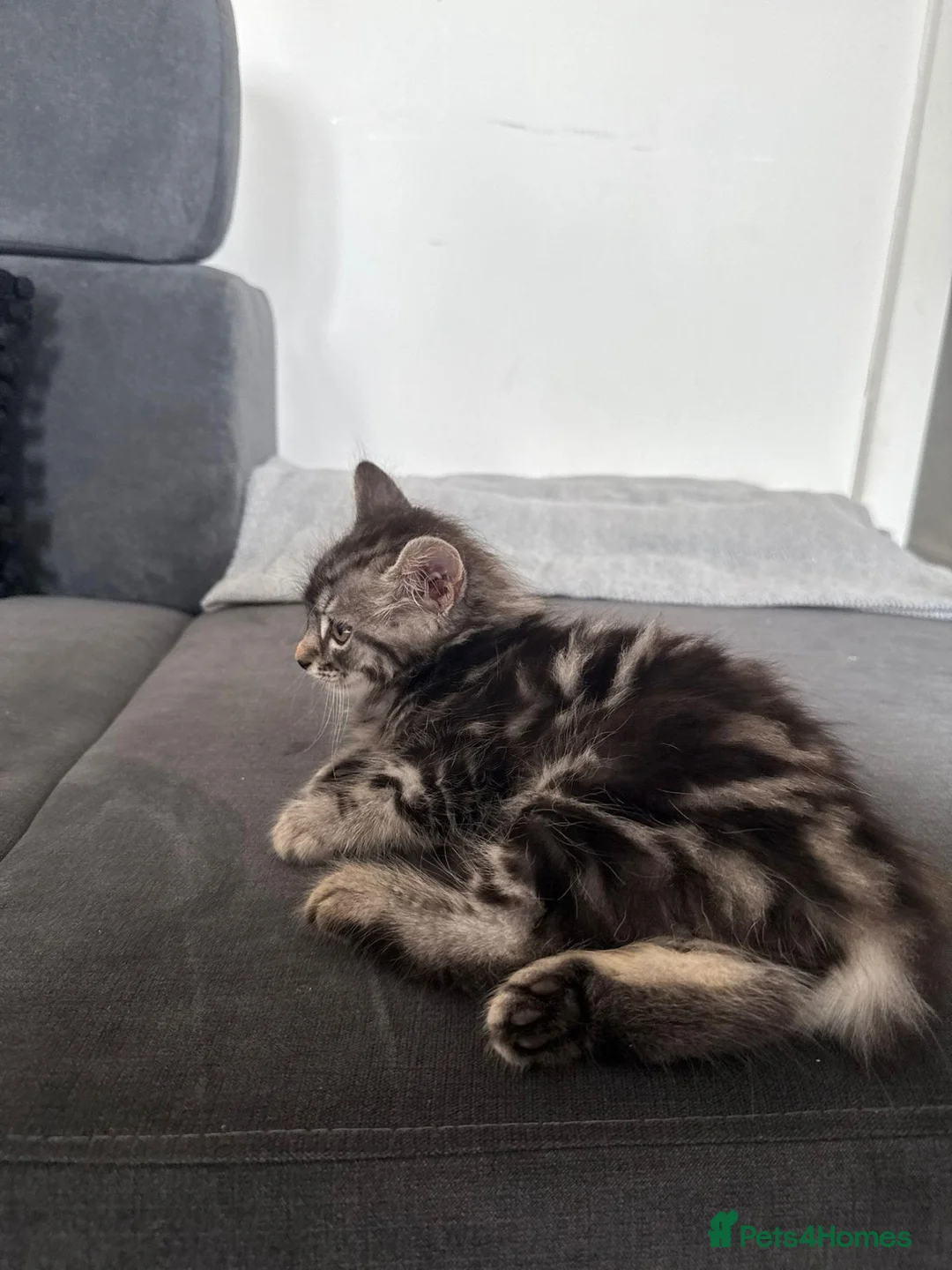 Norwegian Forest Cat cats for sale: Milo  in Northampton - Advert 1
