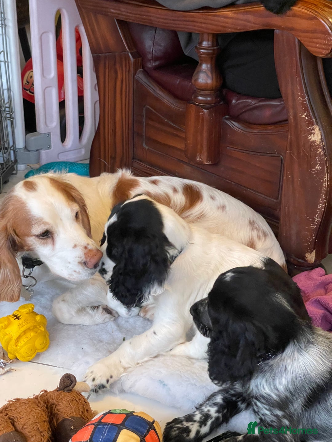 Cocker Spaniel dogs for sale: working cocker spaniel puppy for sale - Advert 17