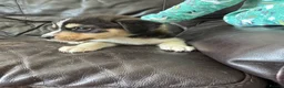 Mixed Breed dogs for sale: 7 beautiful siberian husky x labrador puppies - Advert 12