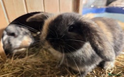 Mini Lop rabbits for sale: 3 Beautiful minilops available 2 males 1 female - Image 9