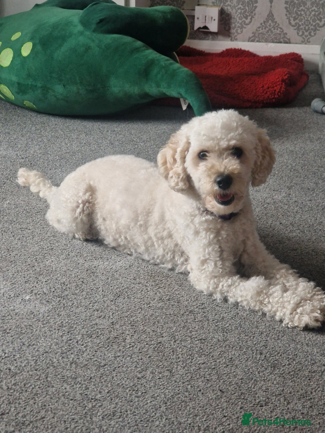 Cavapoochon dogs for sale: Cavapoochon puppies available  - Image 9