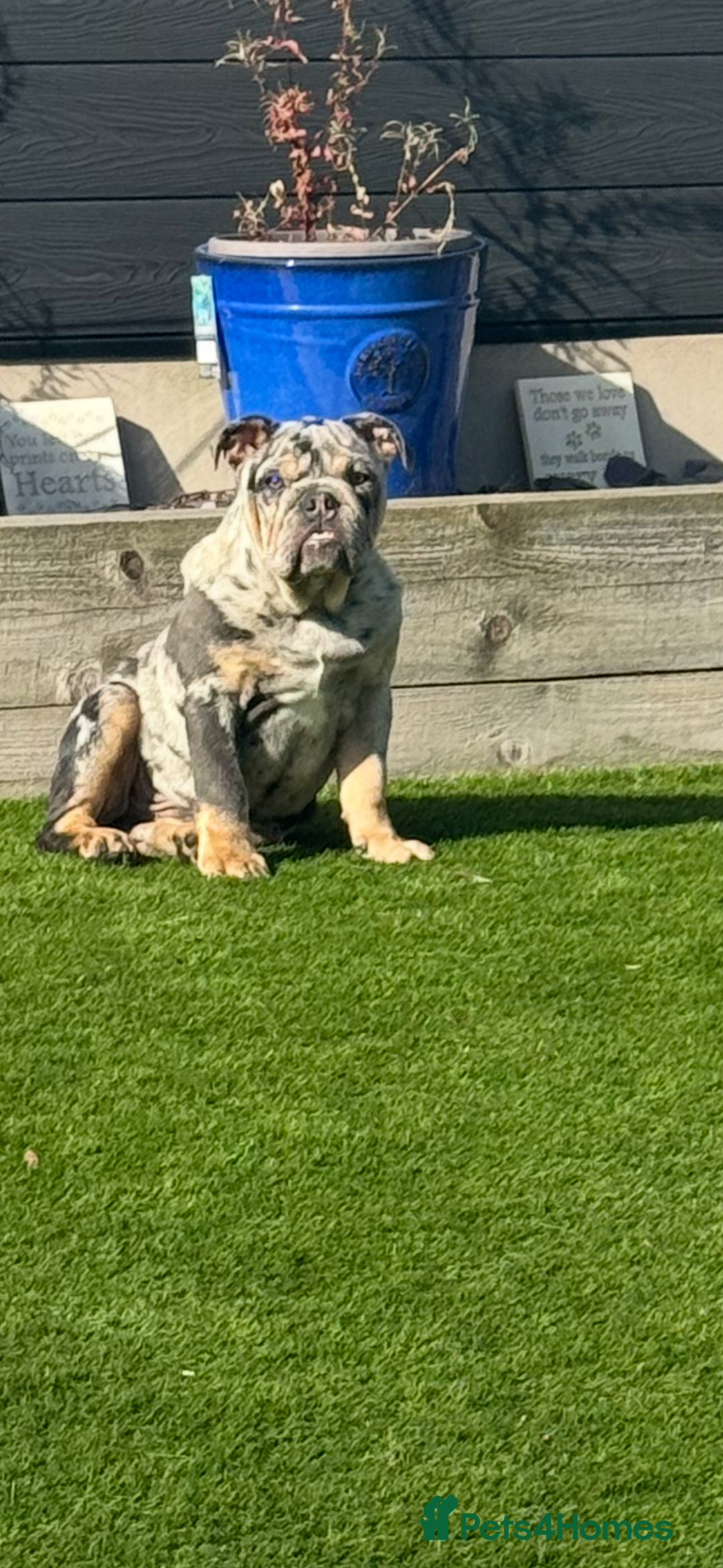 English Bulldog dogs for sale: Grey Merle male english bulldog puppy - Image 40