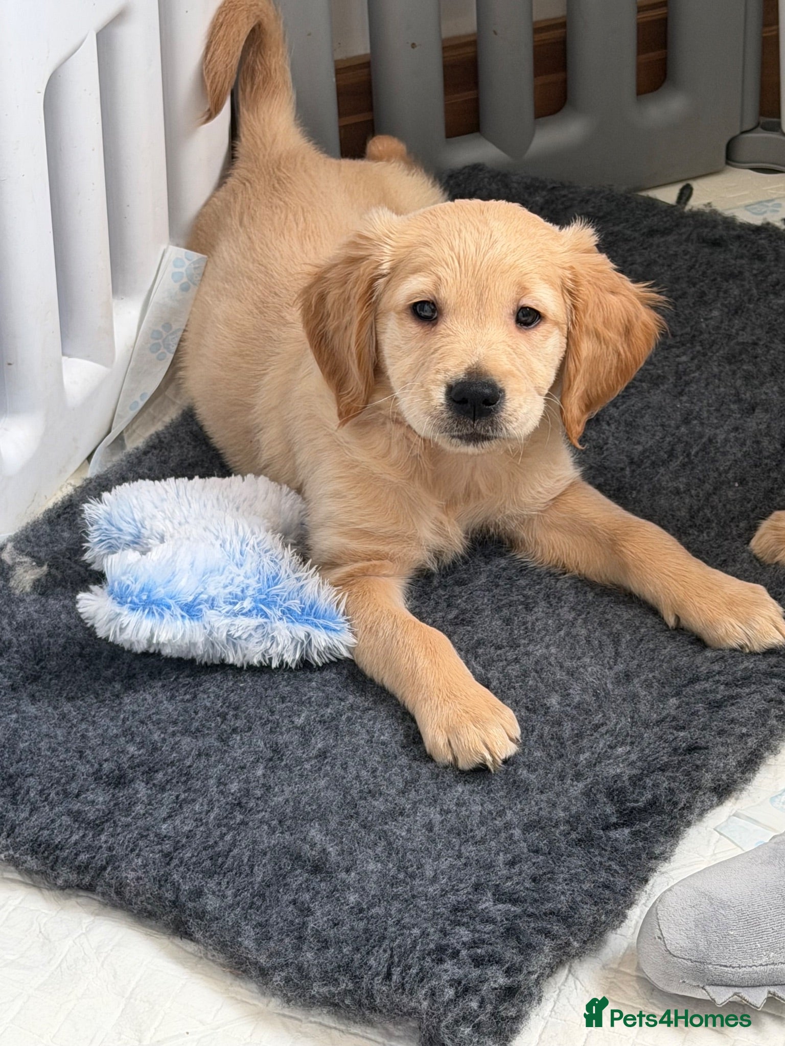 Golden Retriever dogs Ready to leave Kc reg beautiful litter of puppies - Advert 13