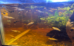 Mollies fish for sale: 🌟Mollies for sale🌟 £2 OR 6 FOR £10! - Image 1