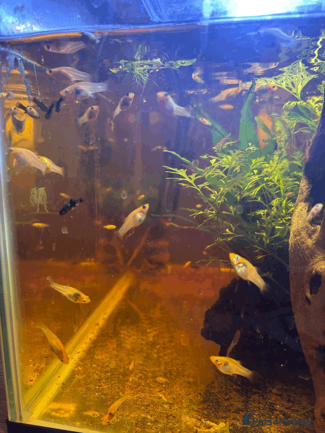 Mollies fish for sale: 🌟Mollies for sale🌟 £2 OR 6 FOR £10! - Image 1