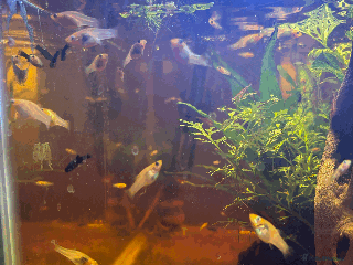 Mollies fish - Advert 2