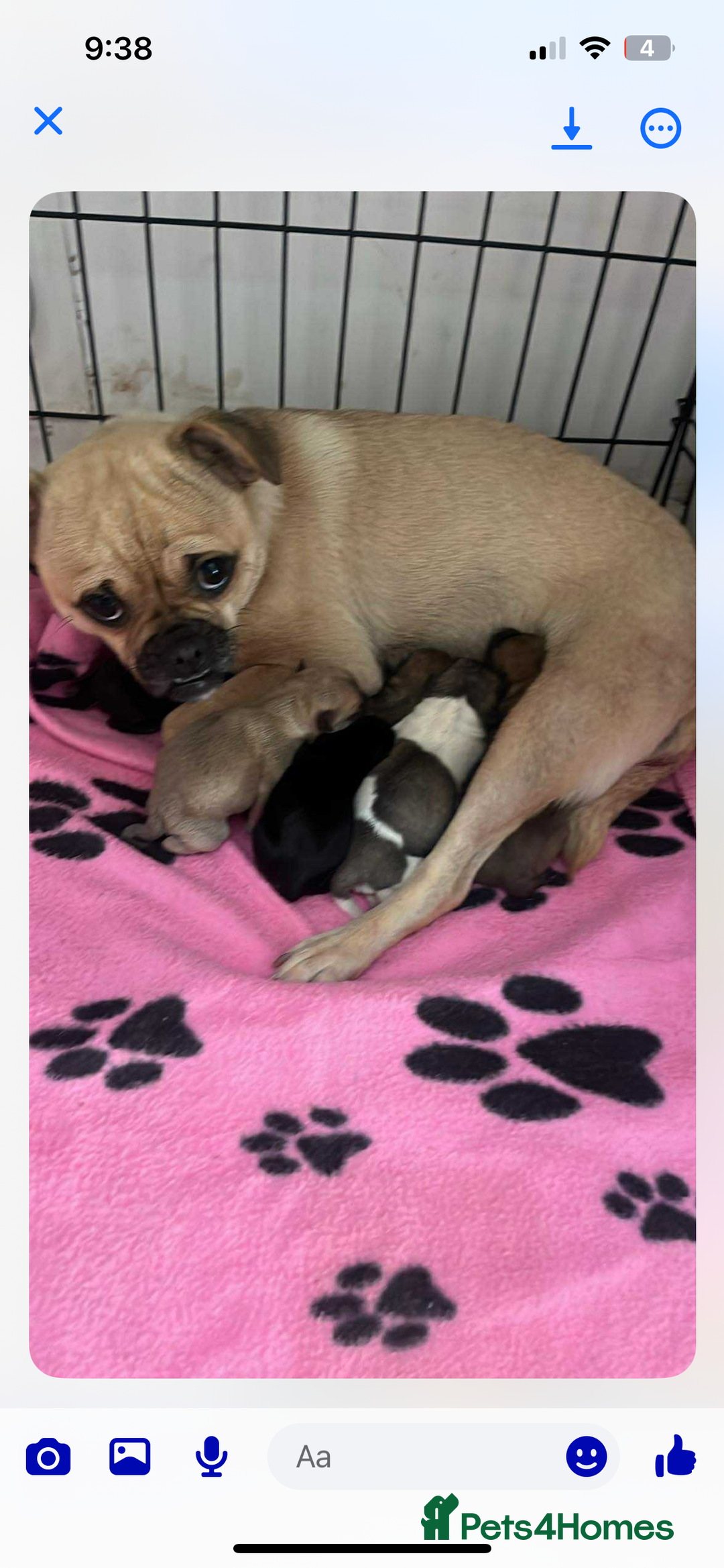 Mixed Breed dogs for sale: Chugs  - Image 1
