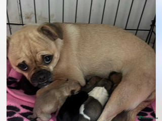 Mixed Breed dogs - Advert 3