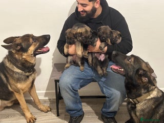 German Shepherd dogs Shepherd pups for sale - Advert 10