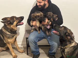 German Shepherd dogs Shepherd pups for sale - Advert 4