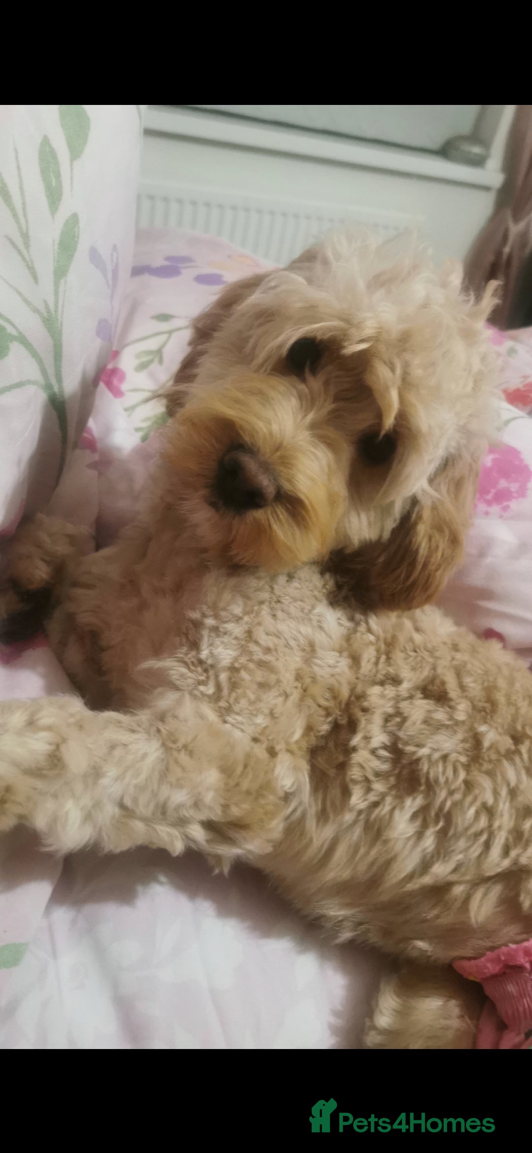 Cockapoo dogs for sale: Two cockapoo puppies ready for adventures now!  - Image 10