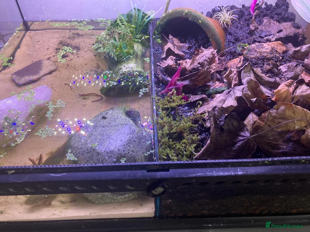 Axolotl reptiles for sale: Salamanders CB April 2025 - Advert 5