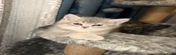 British Shorthair cats for sale: Gorgeous Blue Golden BSH /Green eyes 💚 - Advert 5