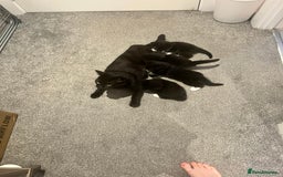 Domestic Shorthair cats for sale: Tuxedo Kittens Looking For Home - Image 5
