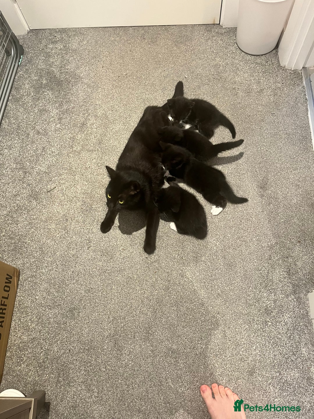 Domestic Shorthair cats for sale: Tuxedo Kittens Looking For Home - Image 5