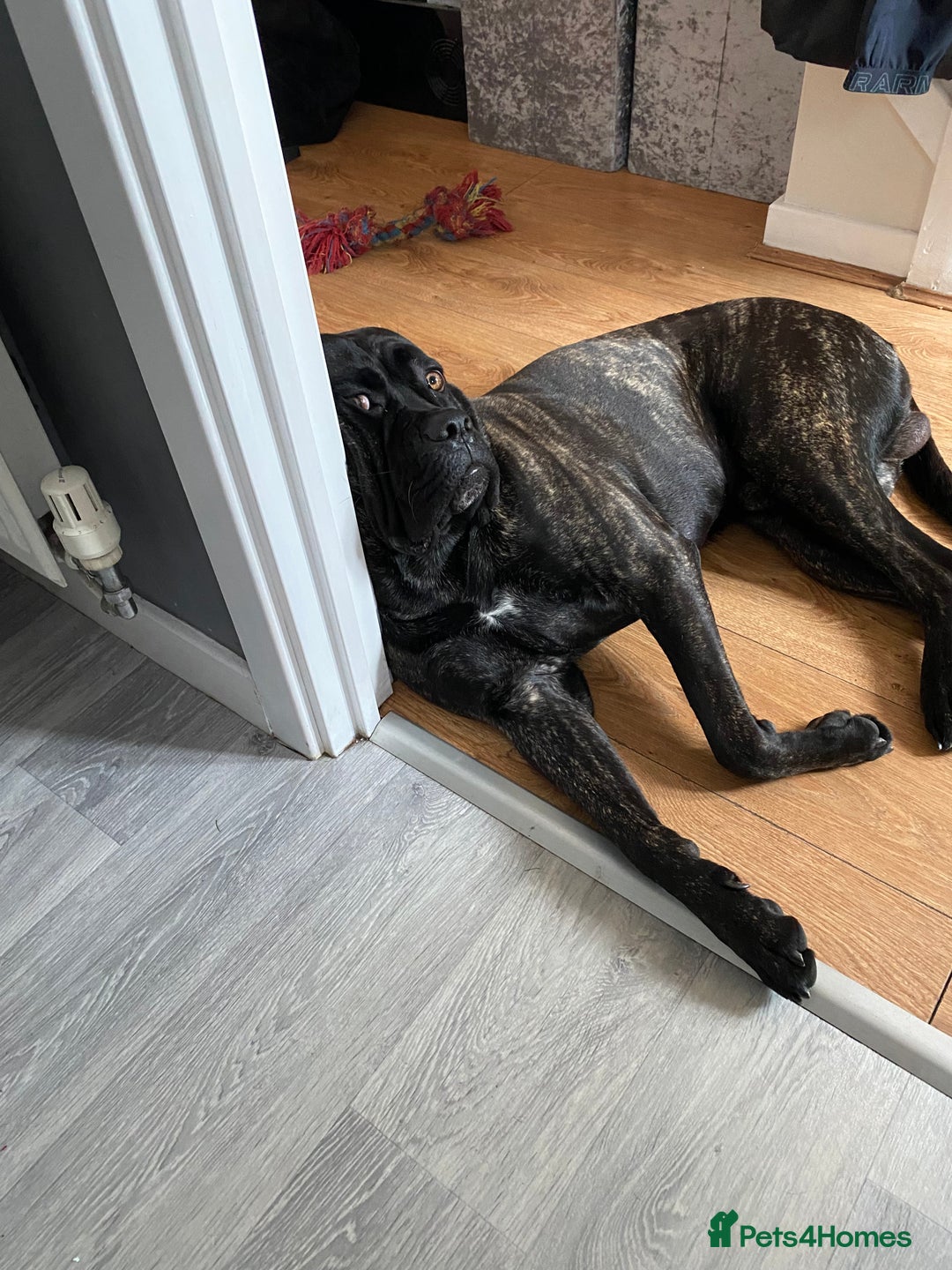 Cane Corso dogs for sale: Bruno  - Advert 5