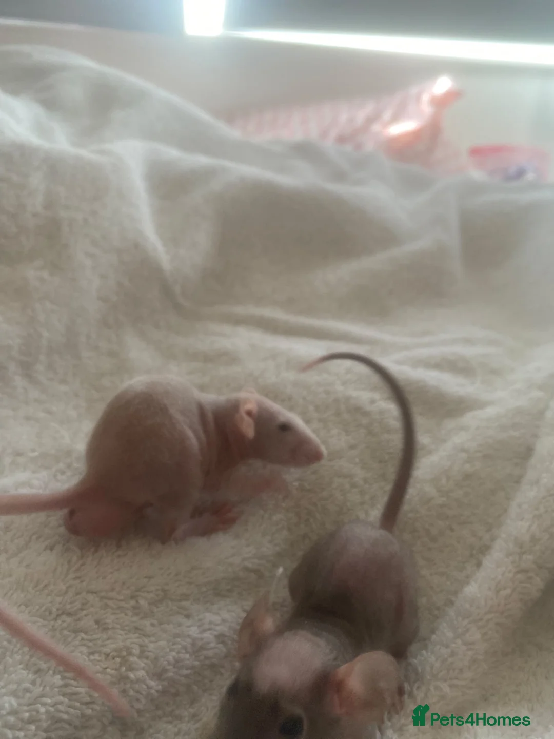 Rat rodents for sale: Dwarf rats - Advert 2