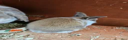 Mini Lop rabbits for sale: Mother & Bunnie for sale together  - Advert 16