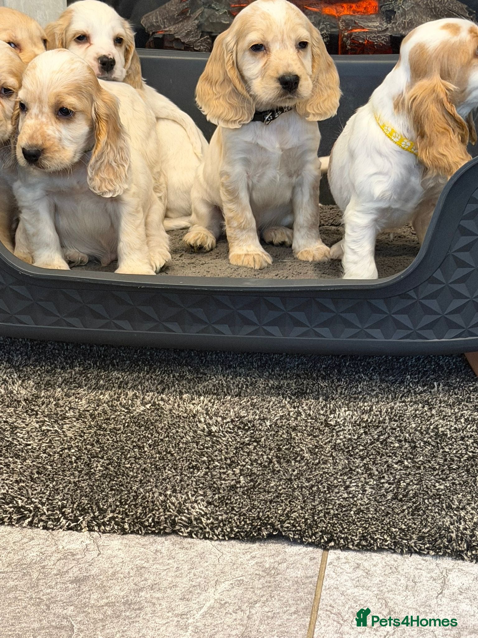 Cocker Spaniel dogs Beautiful adorable show type cocker spaniels - Advert 2