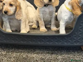 Cocker Spaniel dogs Beautiful adorable show type cocker spaniels - Advert 12