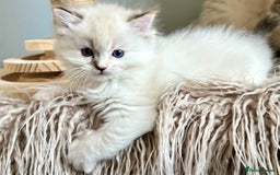 Ragdoll cats for sale: Stunning Ragdoll kitten SHOW/BREEDING -GCCF   - Image 23