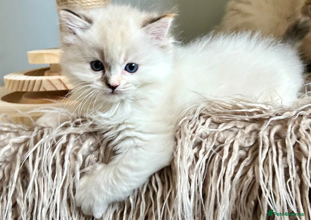 Ragdoll cats for sale: Stunning Ragdoll kitten SHOW/BREEDING -GCCF   - Image 23