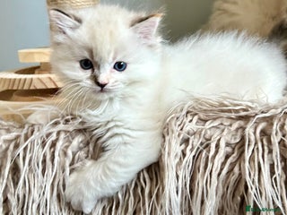 Ragdoll cats - Advert 18
